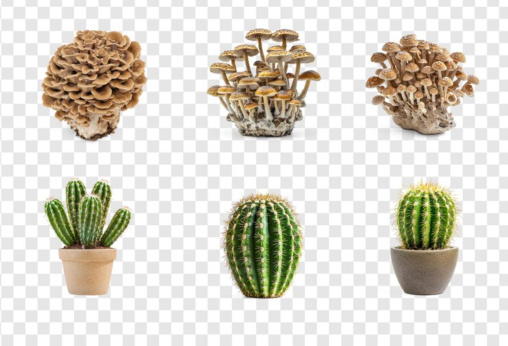 PSD es un hongo de tapa marrón y un hermoso cactus aislado sobre un fondo transparente.