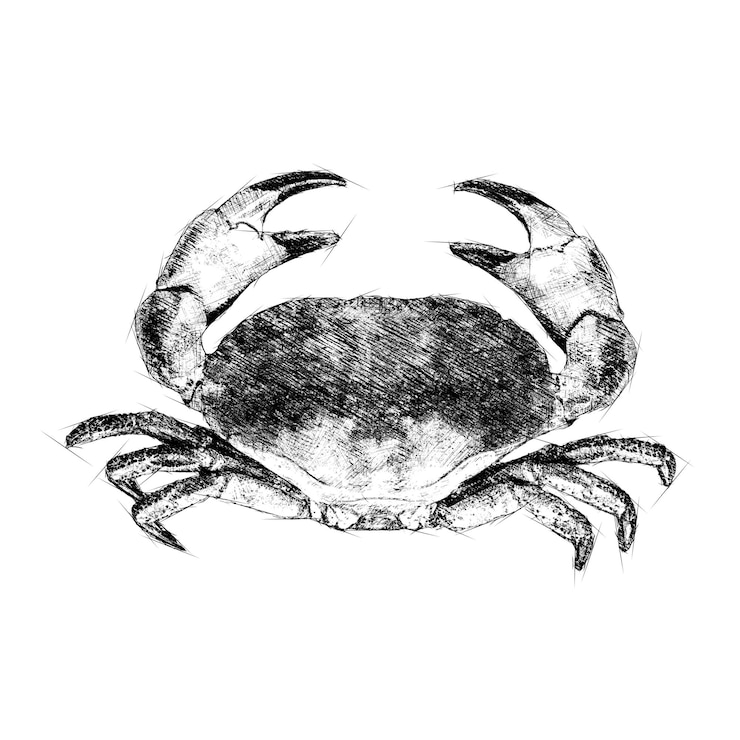 PSD esboço de caranguejo animal de concha de mar em preto e branco arquivo psd colorido