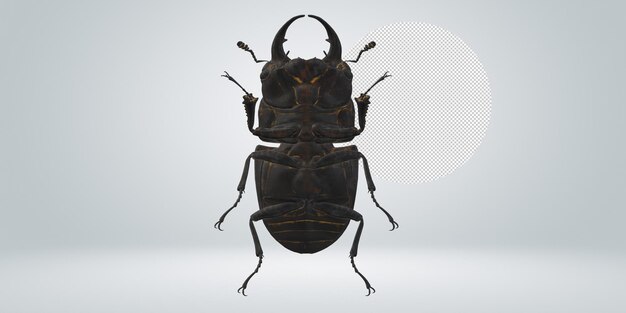 El escarabajo ciervo aislado sobre un fondo transparente