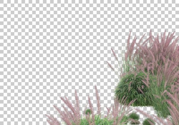 Escena de hierba en la ilustración de renderizado 3d de fondo transparente
