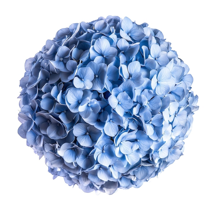 PSD esfera de flor de hortensia azul aislada sobre un fondo transparente o blanco