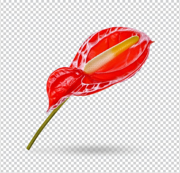 Espádice, flor de anthurium roja aislada premium psd