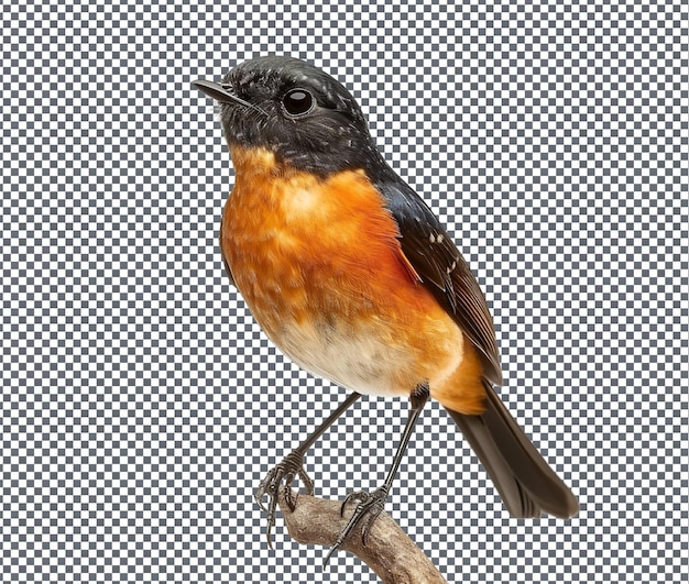 Especies de aves aisladas sobre un fondo transparente