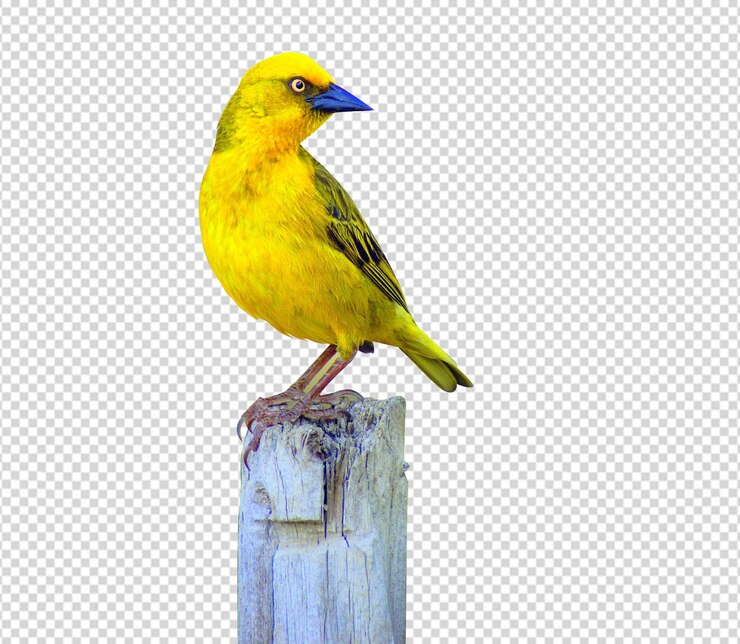PSD especies de aves amarillas png