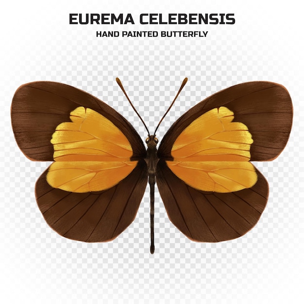 Espécimen de mariposa colorida realista con nombre científico en alta calidad para decoración