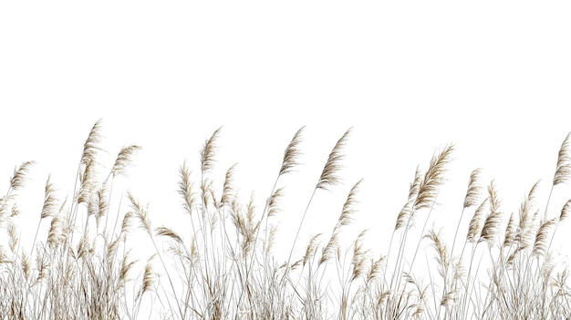 Espigas de trigo aisladas con cañas altas en un fondo transparente PNG