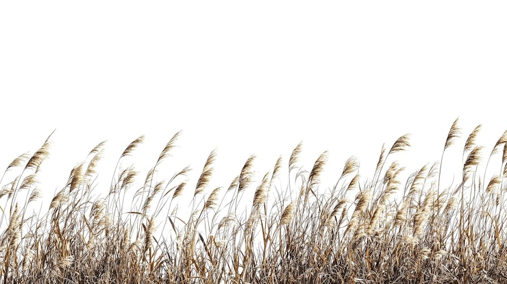 PSD espigas de trigo aisladas con cañas altas en un fondo transparente png