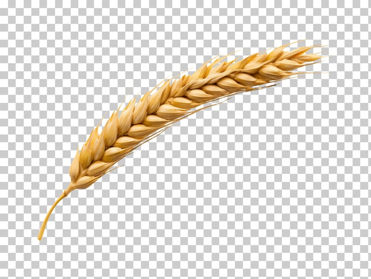 PSD espiguilla de espiga de trigo aislada sobre fondo transparente png psd
