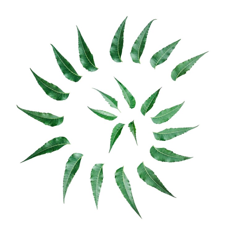 PSD espiral simétrica de hojas de neem imagen del icono de la hoja de neem hojas verdes médicas en transparente