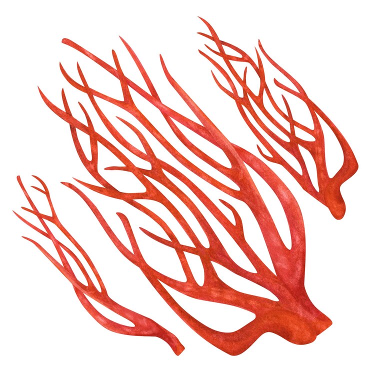 PSD esponja marina submarina porifera que vive en arrecifes de coral ilustración en acuarela de esponja gigante de fuego en color rojo aislada en fondo blanco para diseño de mar arte de libros de buceo con snorkel