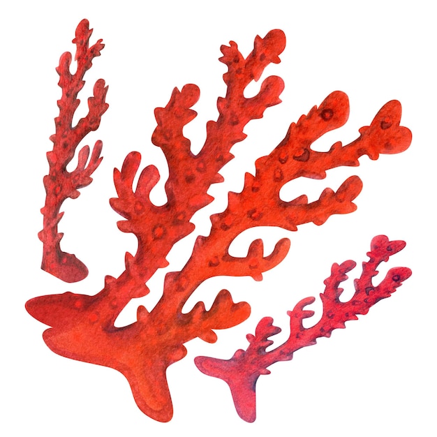 Esponja marina submarina porifera que vive en arrecifes de coral Ilustración en acuarela de esponja gigante de fuego en color rojo aislada en fondo blanco para diseño de mar arte de libros de buceo con snorkel