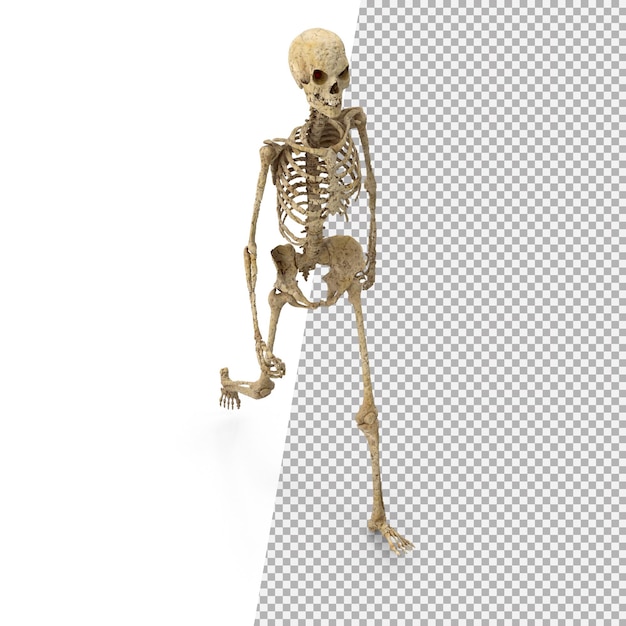 PSD esqueleto 3d png