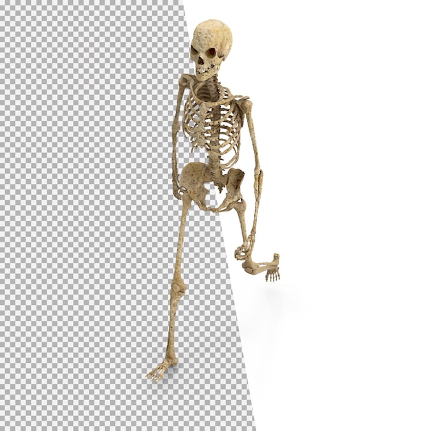 PSD esqueleto 3d png