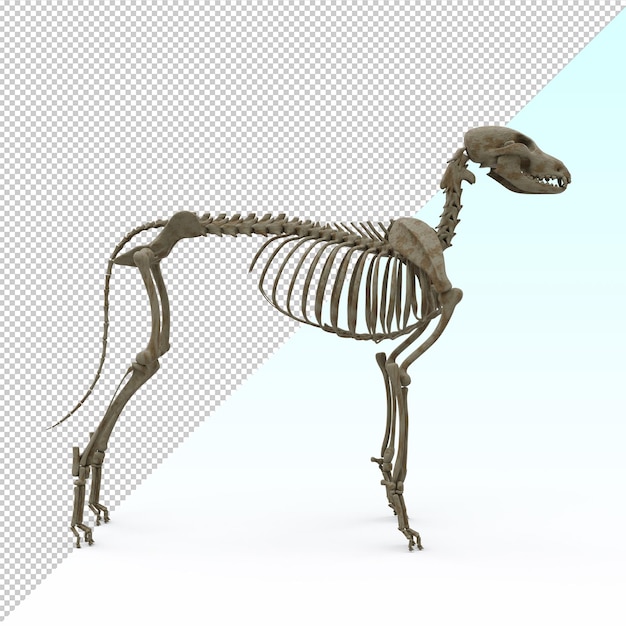 PSD esqueleto de cão