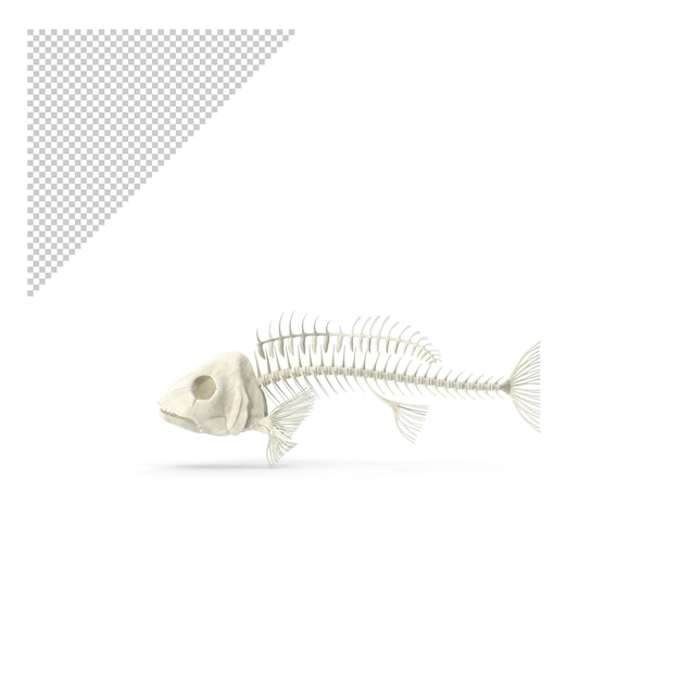 PSD esqueleto de peixe png