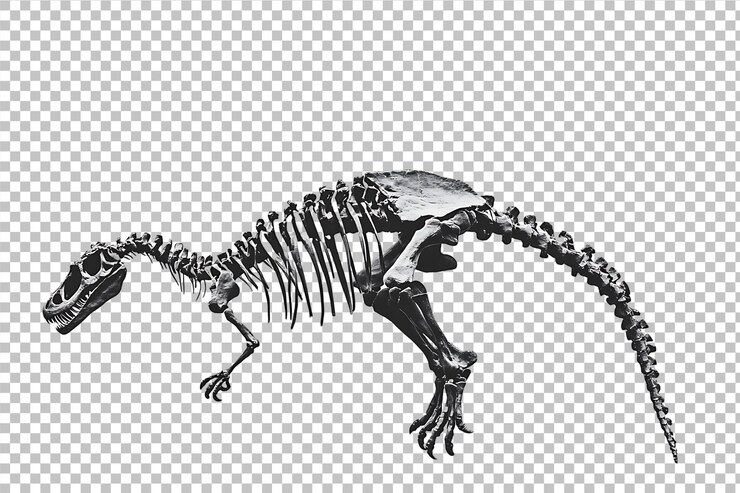 PSD esqueleto de dinosaurio aislado sobre un fondo transparente