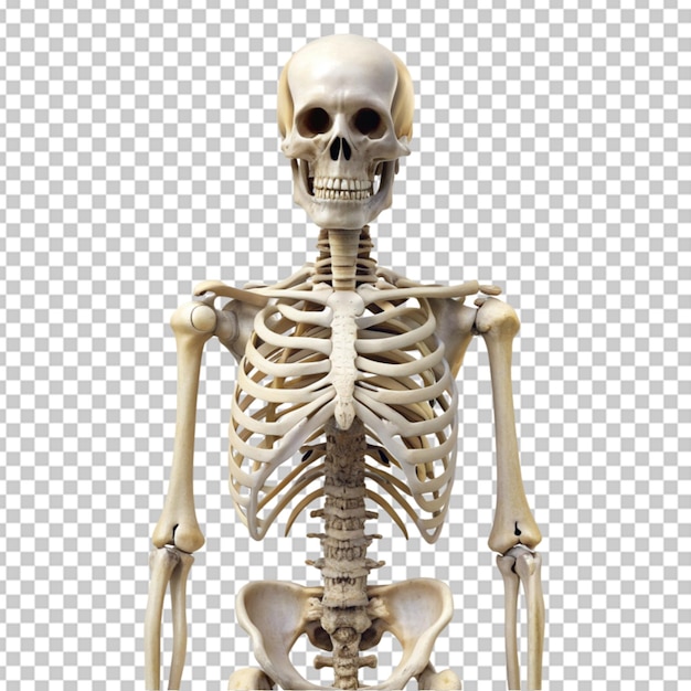 PSD esqueleto em bg transparente