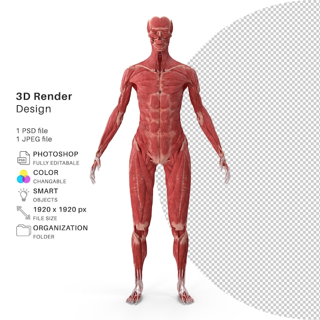 PSD esqueleto humano 3d com tecidos - imagem renderizada em 3d - humano realsítico