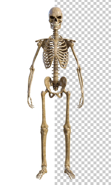 Esqueleto humano em fundo transparente renderização 3d