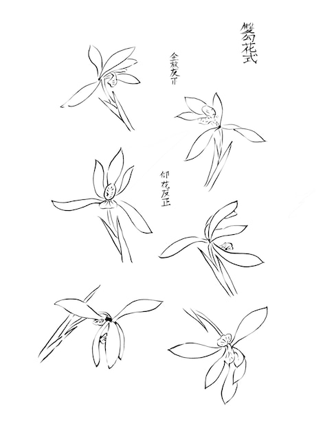 PSD esquema de pintura de orquídea china