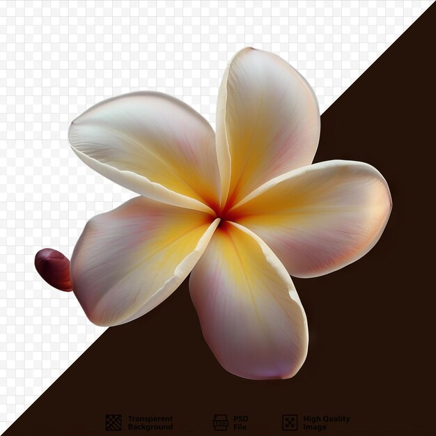 Esta flor de frangipani é muito bonita