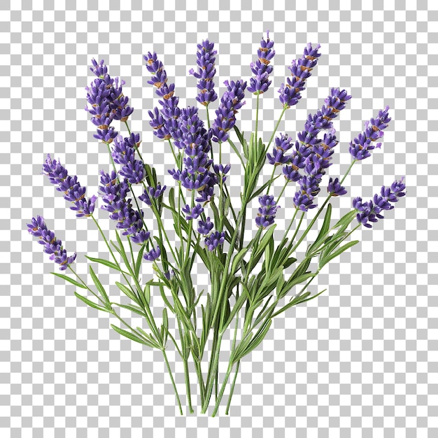 Estilhos de lavanda lindamente dispostos com flores roxos exuberantes isoladas sobre um fundo transparente