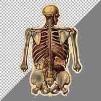 PSD estilo de pegatina de órganos de anatomía del esqueleto humano en fondo transparente generado por ai