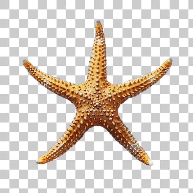 PSD estrela-de-mar castanha em fundo branco
