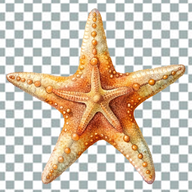 Estrelas-do-mar