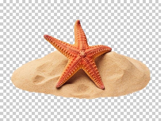 PSD estrella de mar en la arena aislada sobre fondo transparente png psd