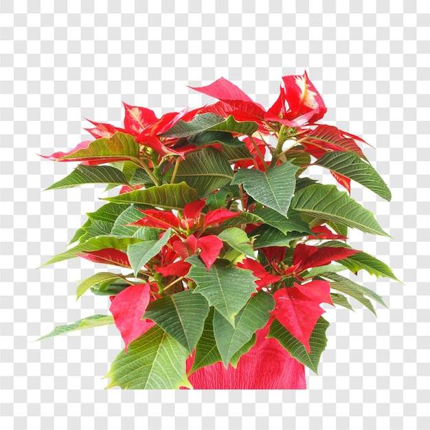 La estrella de Navidad Poinsettia Euphorbia pulcherrima es una planta transparente
