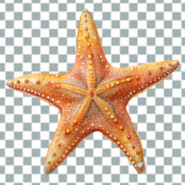 Estrellas de mar