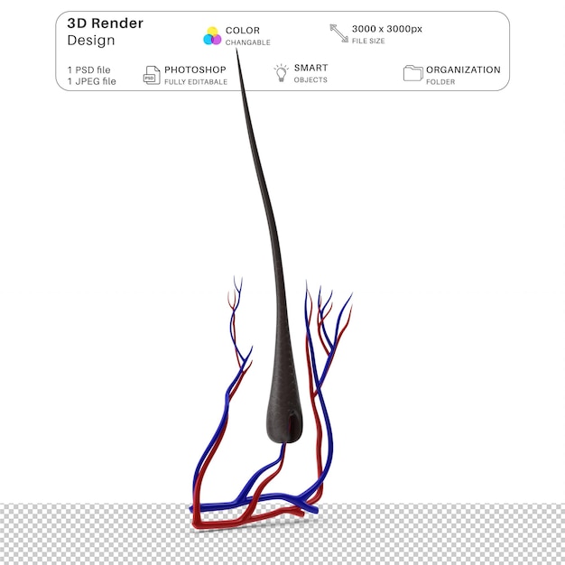 PSD estructura del cabello humano modelado en 3d archivo psd anatomía humana realista