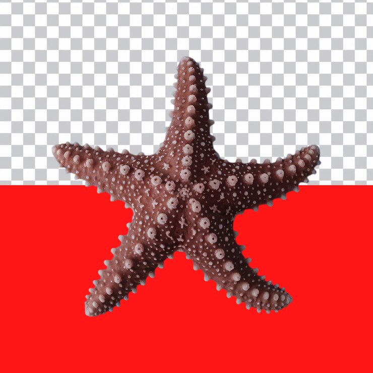 PSD une étoile de mer isolée sur un fond transparent