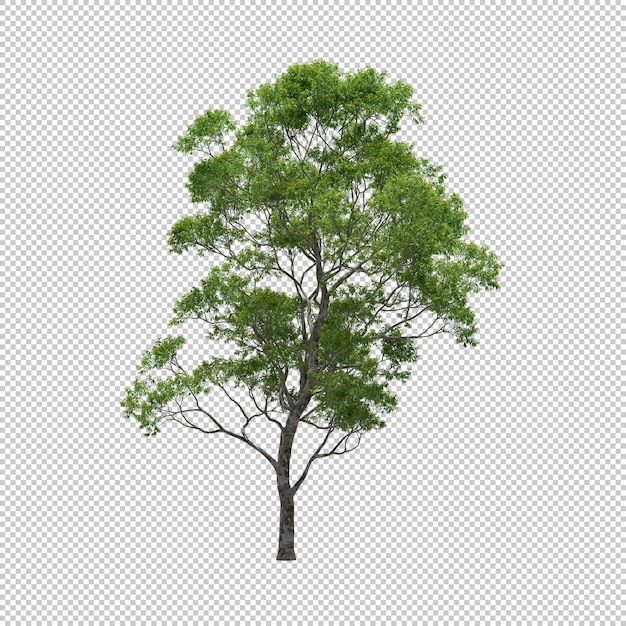 PSD eucalyptus avec fond isolé, arbre rendu 3d