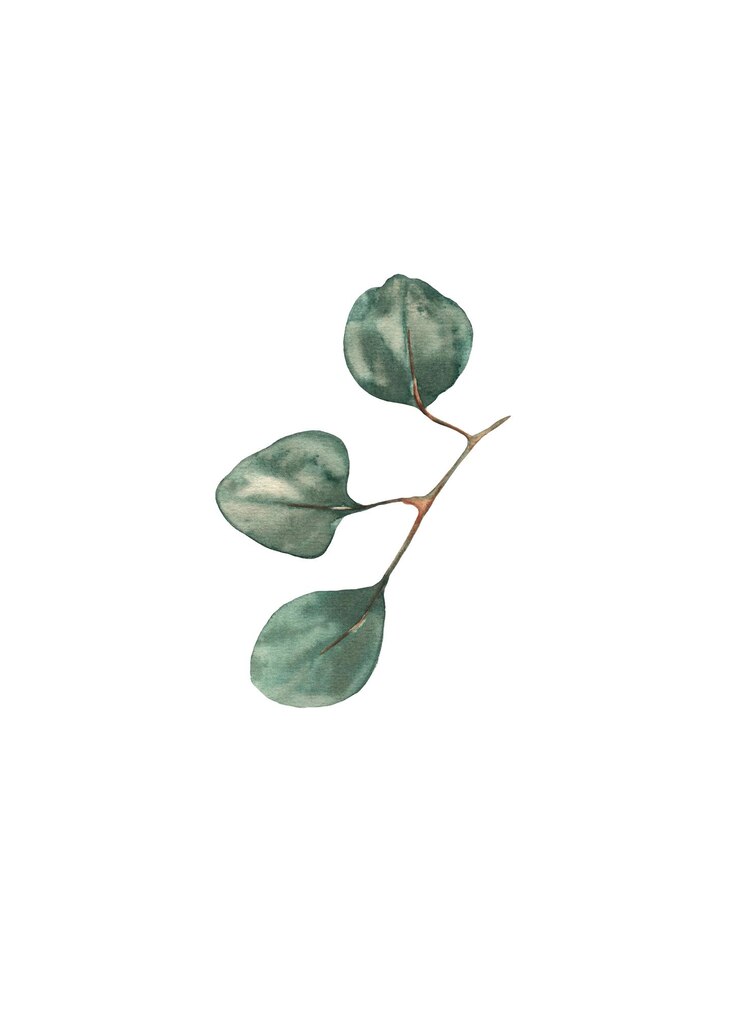 PSD eukalyptus-zweig in aquarell, handgezeichnet, grüne eukaryptusblätter