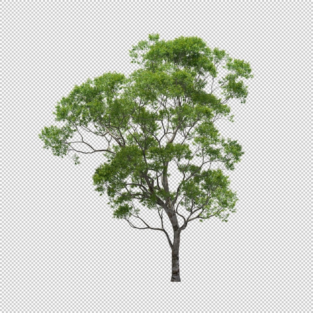 Eukalyptusbaum mit lokalisiertem Hintergrund, Baum 3d rendern