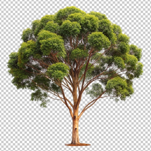 Eukalyptusbaum mit