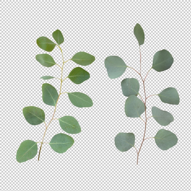PSD eukalyptusblätter isoliert