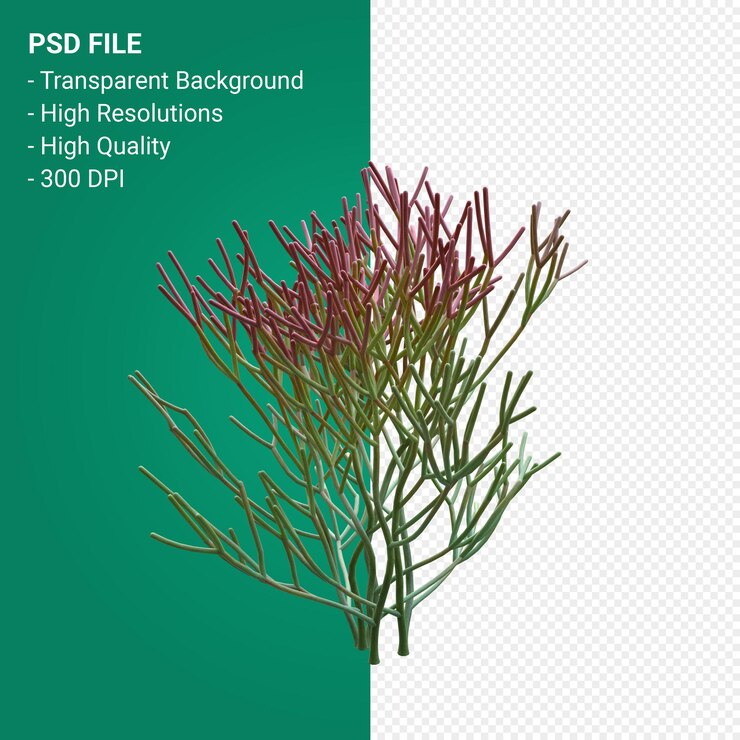 PSD euphorbia tirucalli 3d render aislado sobre fondo transparente
