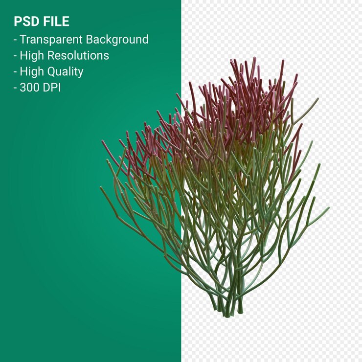 PSD euphorbia tirucalli 3d render aislado
