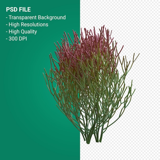 PSD euphorbia tirucalli 3d render aislado