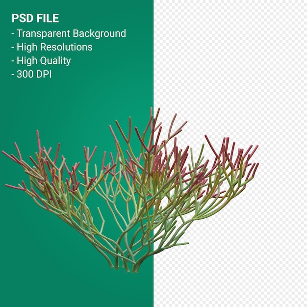 Euphorbia Tirucalli 3d render isolato su sfondo trasparente