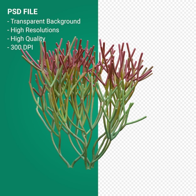 PSD euphorbia tirucalli rendu 3d isolé