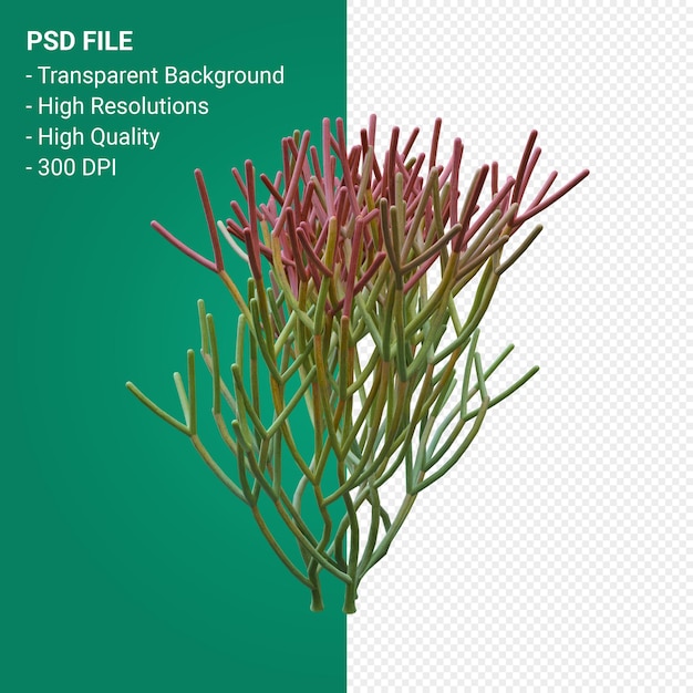 PSD euphorbia tirucalli rendu 3d isolé