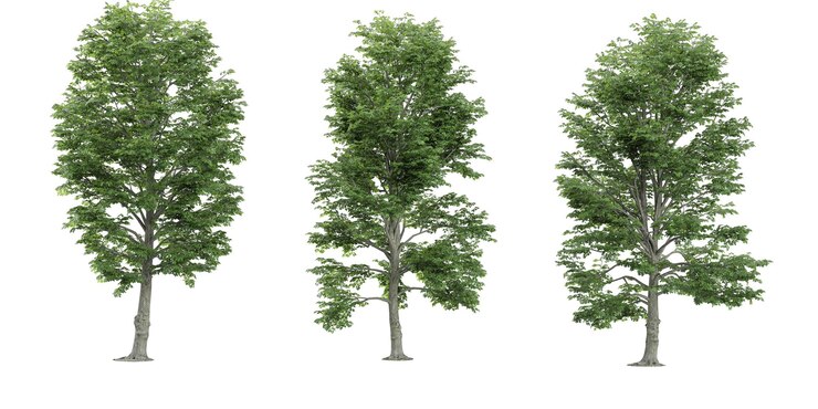 PSD european aspen trees isolated on white background top view