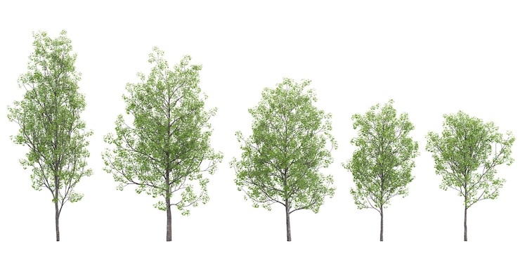 PSD european aspen trees isolated on white background