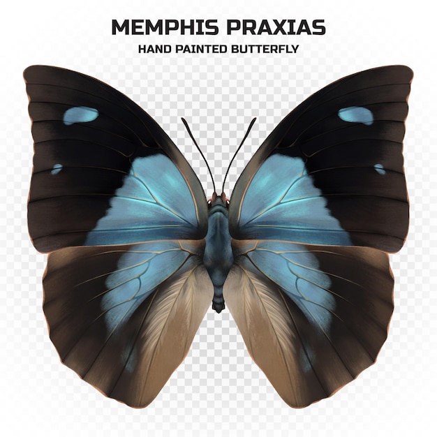 Exemplar eines realistischen bunten Schmetterlings mit wissenschaftlichem Namen in hoher Qualität zur Dekoration