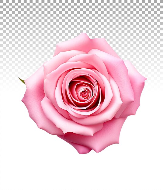 PSD exibição clear pink em png