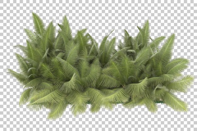 Exotic forest on transparent background. 3d rendering - illustration
